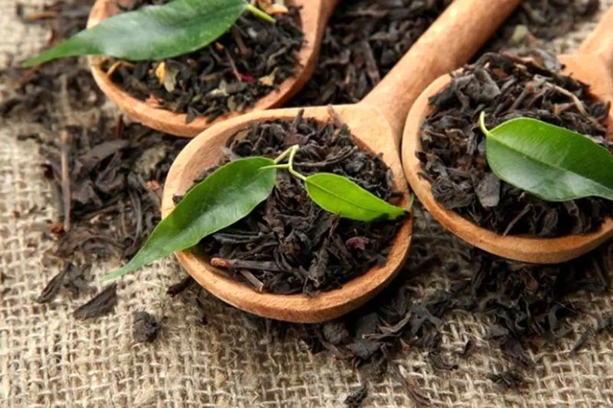 واردات چای سیاه 40 درصد افزایش یافت
