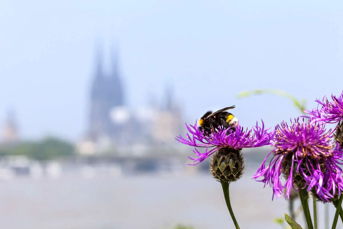 پروانه‌ها در شهر: اقتصاد حشره‌ای