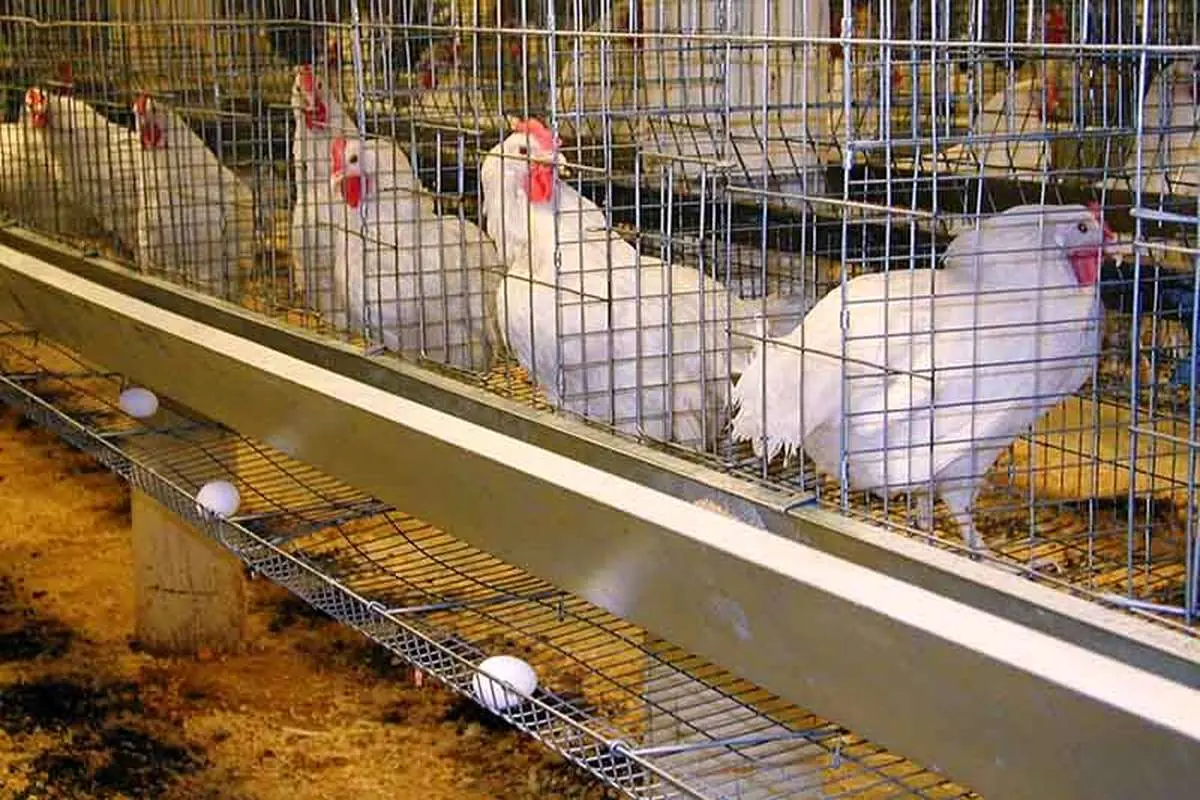 مرغ‌های تخم‌گذار در آستانه کشتار