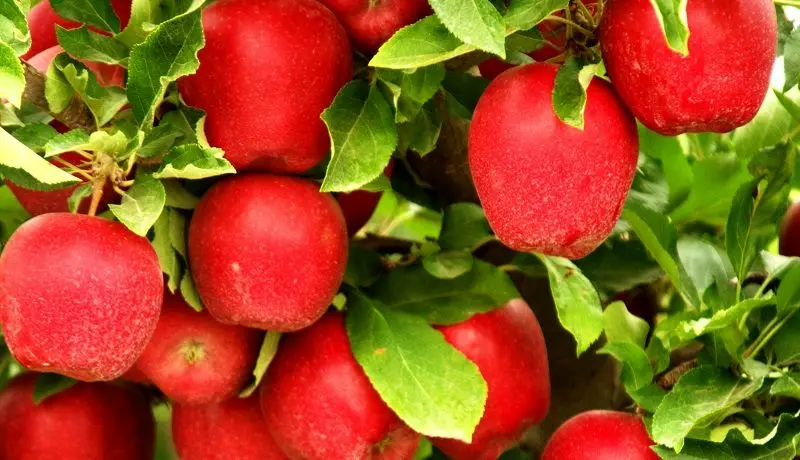 بزرگ‌ترین تاجران سیب / کدام کشورها بیشترین سیب را خریدوفروش می‌کنند؟