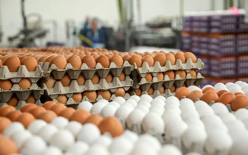 صادرات تخم مرغ فاسد به عراق