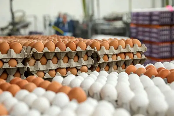 ارزآوری ۱۳۰ میلیون دلاری صادرات تخم مرغ از ابتدای امسال