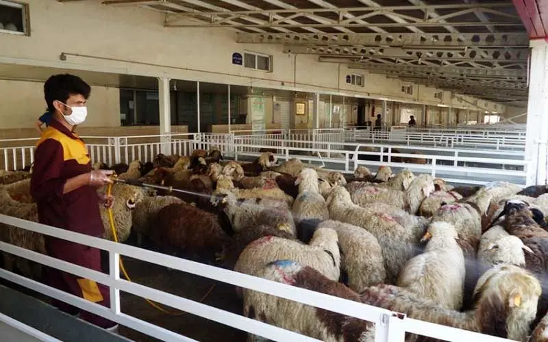 کمبود عرضه در دام نداریم/ نرخ گوسفند زنده در عید قربان