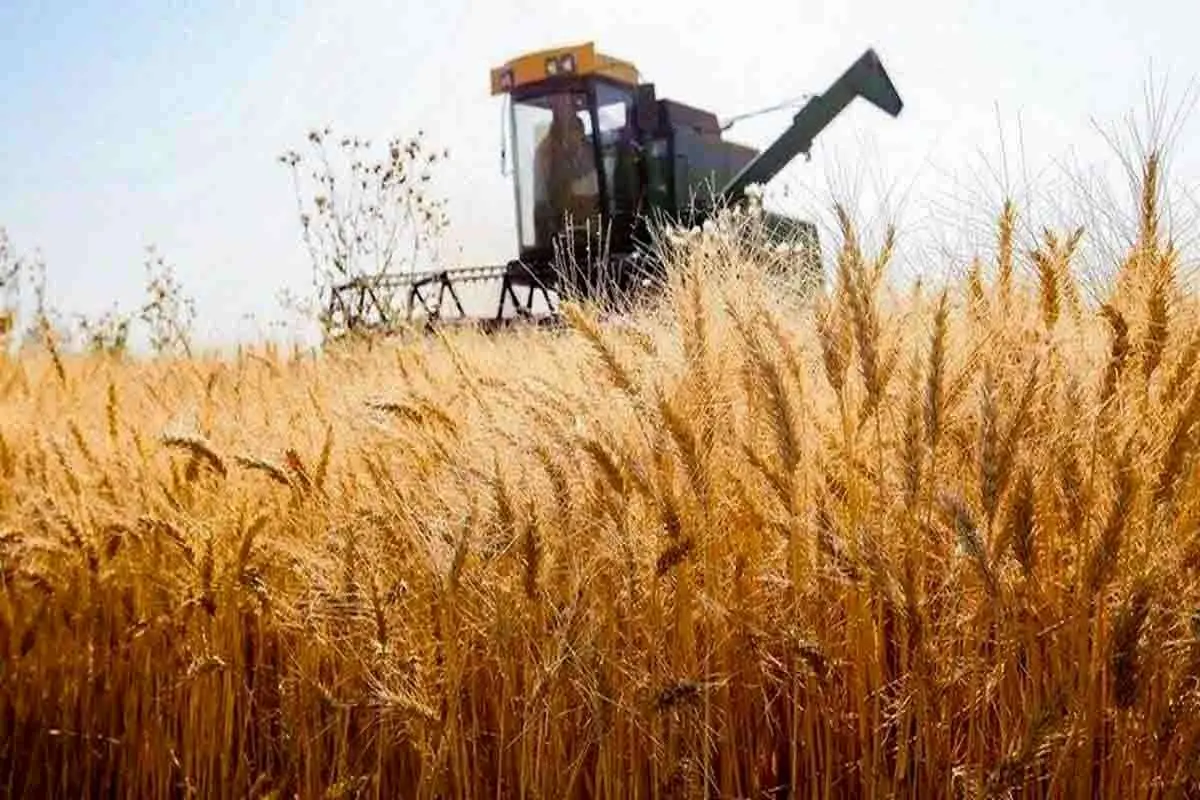 قیمت گندم 2 هزار تومان کاهش یافت / در نرخ خرید تضمینی تجدیدنظر می‌شود؟