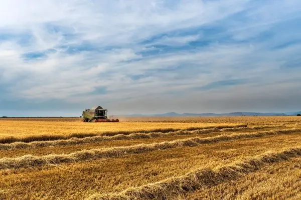 پیگیر پرداخت کامل مطالبات گندمکاران هستیم