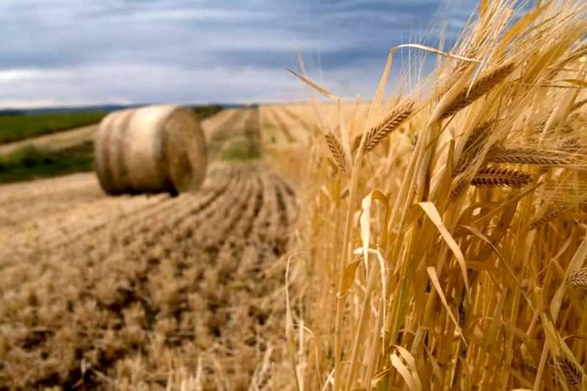 نرخ خرید تضمینی محصولات کشاورزی اعلام شد