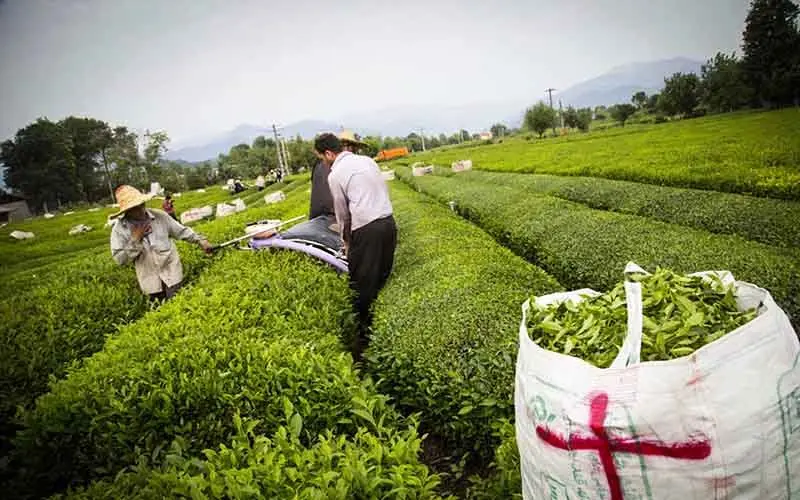 خرید تضمینی برگ سبز چای به ۱۲۳ هزار تن رسید