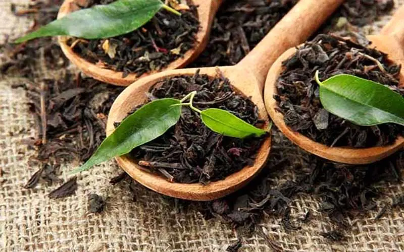 رشد 11 درصدی تولید چای خشک در سال جاری