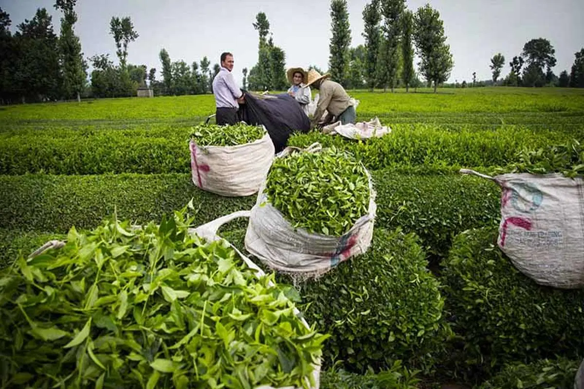 تولید 28000 تن چای خشک در امسال