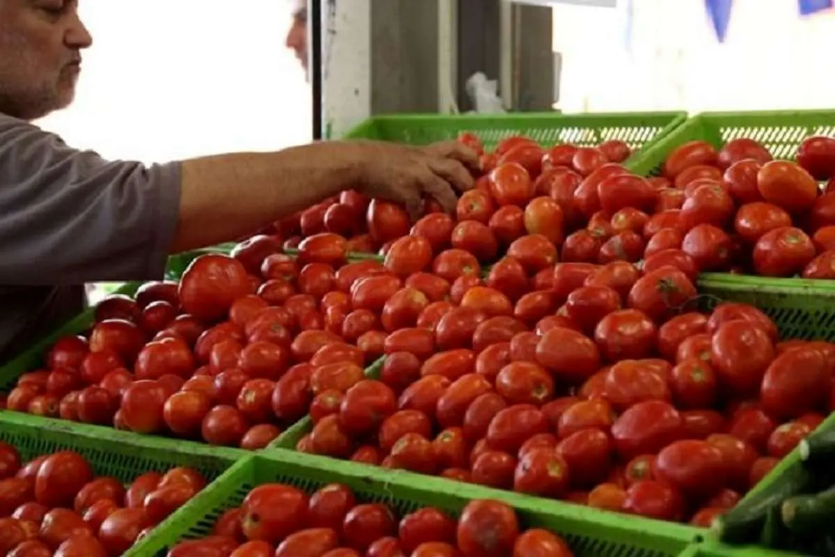 صادرات گوجه‌فرنگی به پاکستان دلیل گرانی