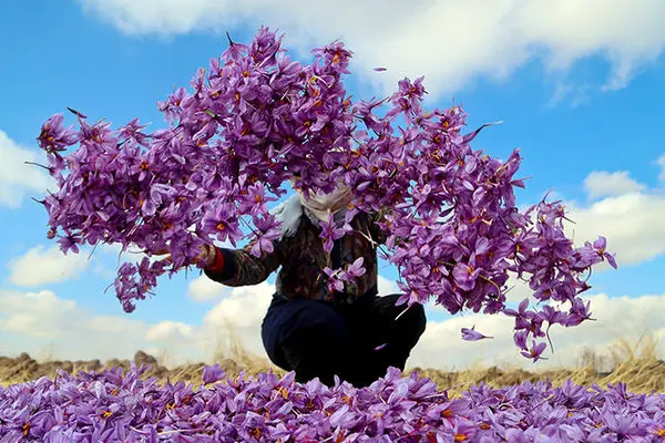 برداشت زعفران در فاروج خراسان شمالی (گزارش تصویری)