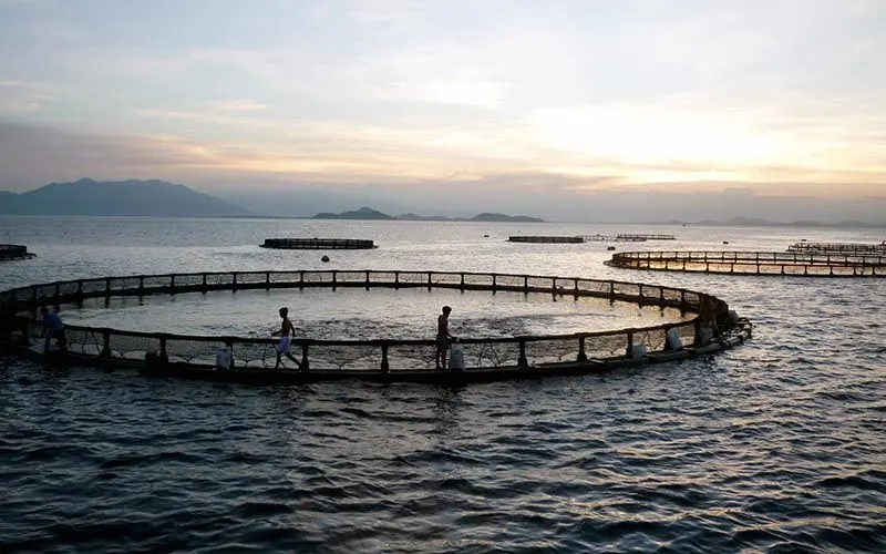 پرورش‌دهندگان ماهی در قفس تسهیلات ارزی و ریالی می‌گیرند