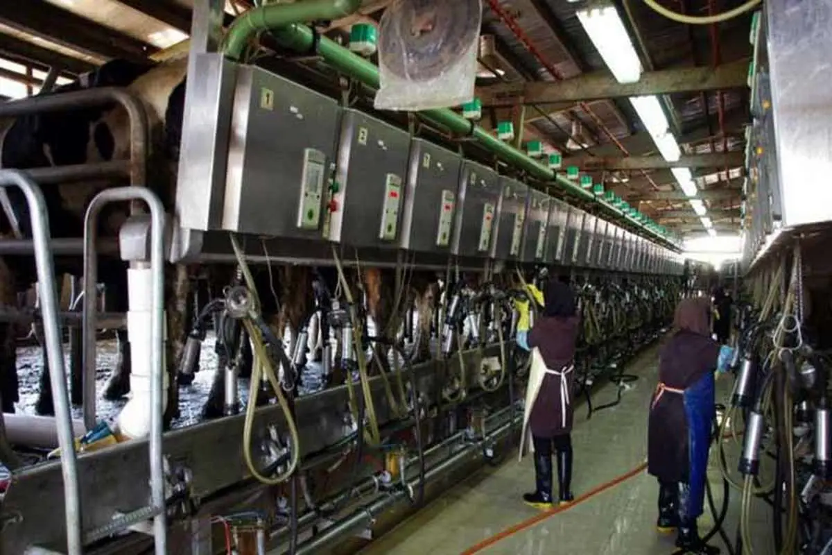 پیش‌بینی تولید ۱۱ میلیون تن شیر خام در سال جاری