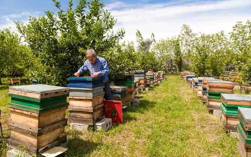ورود غیرقانونی ملکه زنبور عسل به کشور