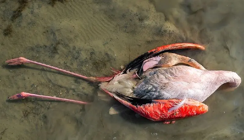 تیم محیط زیست در پی مرگ ۲۰۰۰ پرنده مهاجر به میانکاله اعزام شد