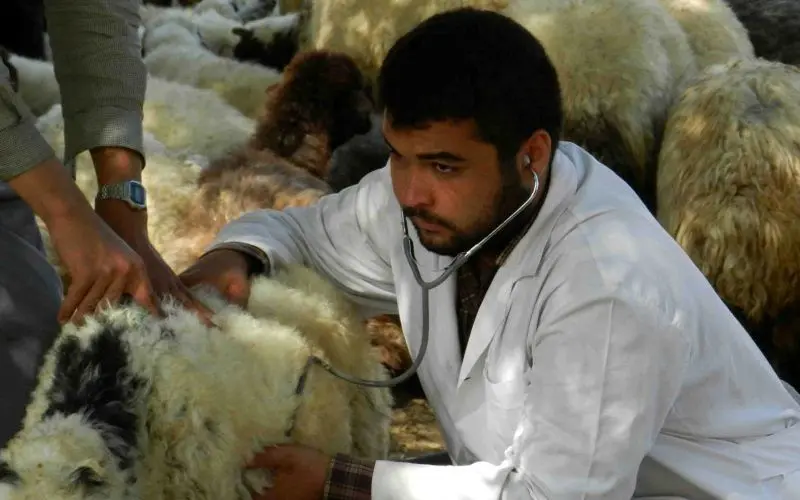 واردات حیوانات از کشورهای آلوده به کرونا ممنوع شد