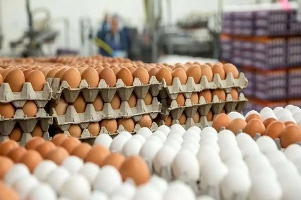 قیمت تخم‌مرغ چقدر شده است؟