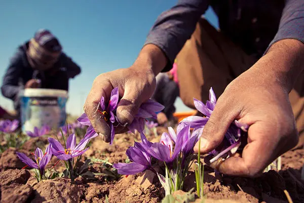 روند نزولی صادرات زعفران در کشور/ تولید زعفران نصف شد