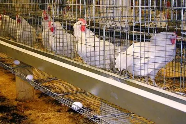 مقصد صادرات تخم مرغ ایران کجاست و کیلویی چند فروخته می شود؟ 