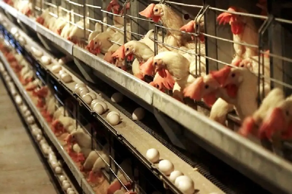 چرا مرغ و تخم مرغ گران شد؟