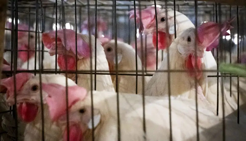 یک مرغداری در روز‌های گرانی تخم‌مرغ (گزارش تصویرری)
