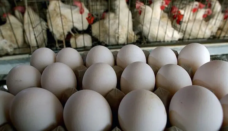 قیمت مرغ و تخم مرغ در بازار چقدر شد؟