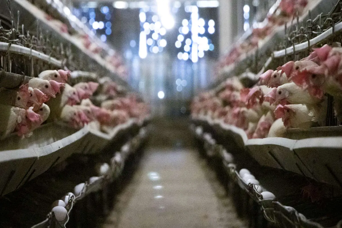 قیمت مرغ گرم در بازار چقدر است؟