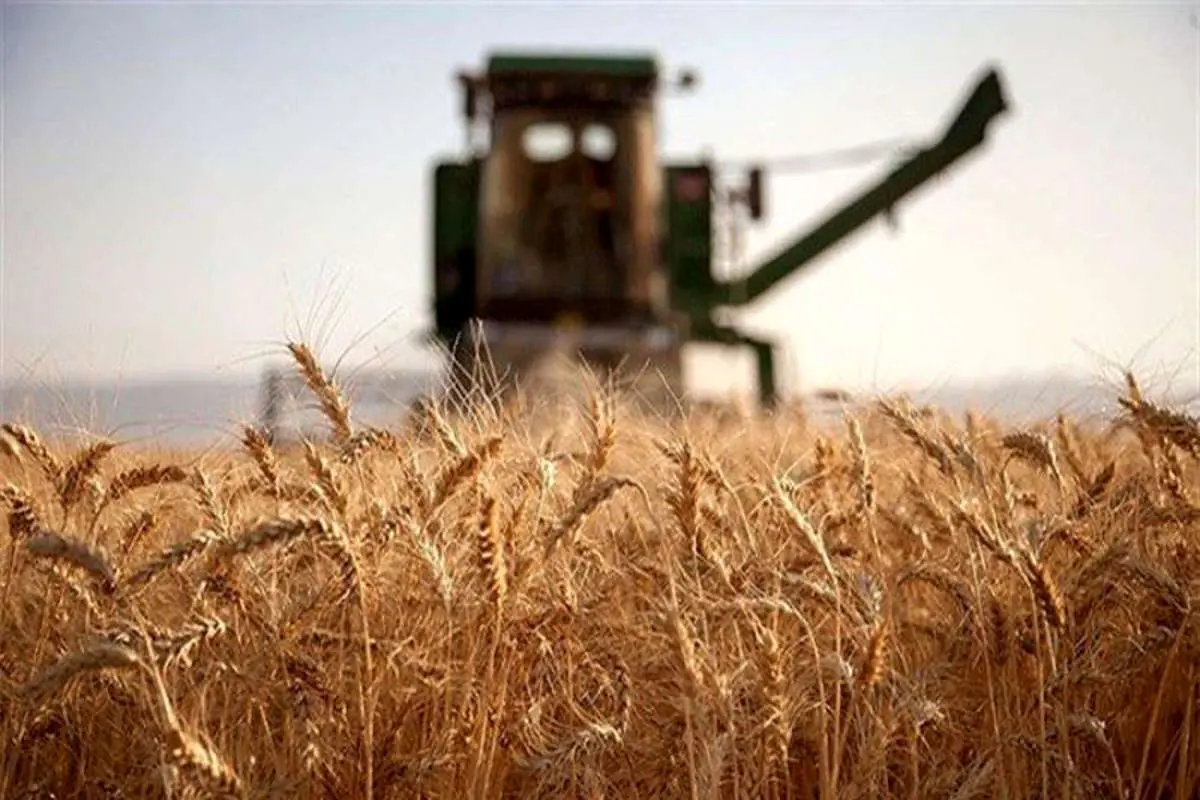 تولید گندم ۵۰ درصد افت می‌کند / عدم استقبال از کودهای شیمیایی