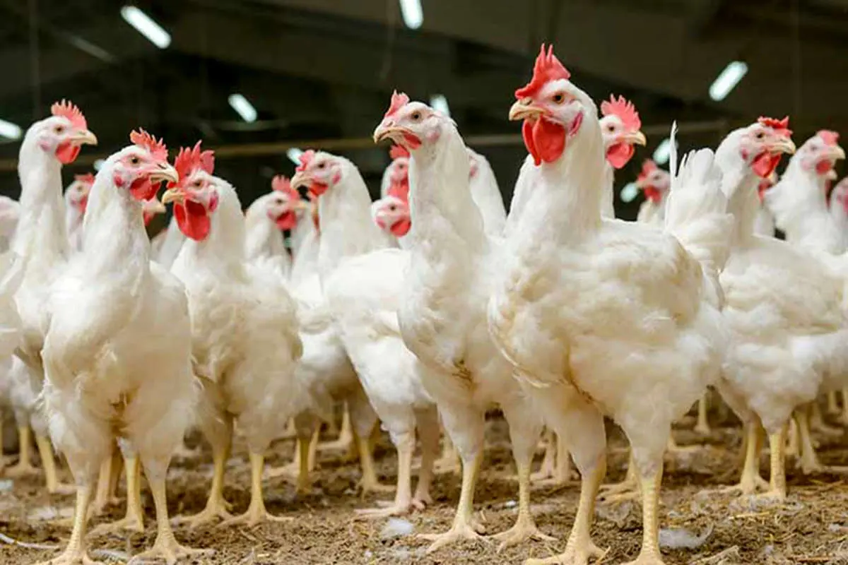 نرخ هر کیلو مرغ ۳۰ هزار تومان