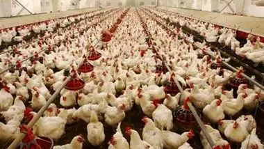 جریمه سنگین برای نگهداری مرغ بیش از ۵۰ روز در مرغداری‌ها