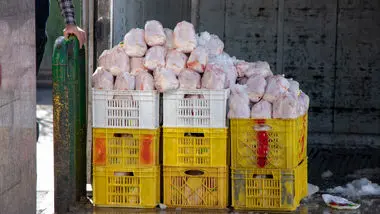 دستگیری ۲۰ دلال بازار مرغ/ بیش از ۵۳ تن مرغ کشف شد