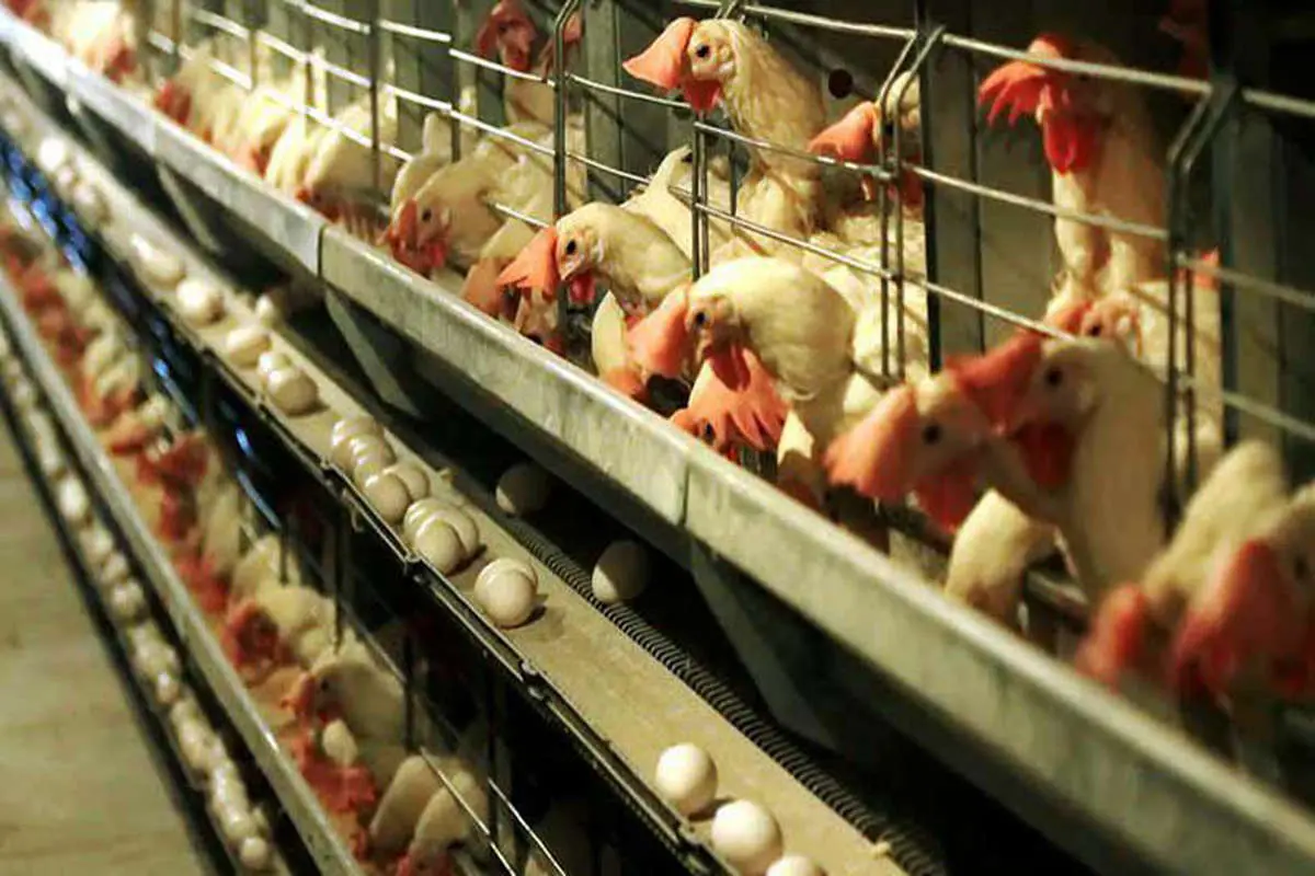 قیمت هر کیلو تخم‌مرغ درب مرغداری؛ کمتر از نرخ مصوب