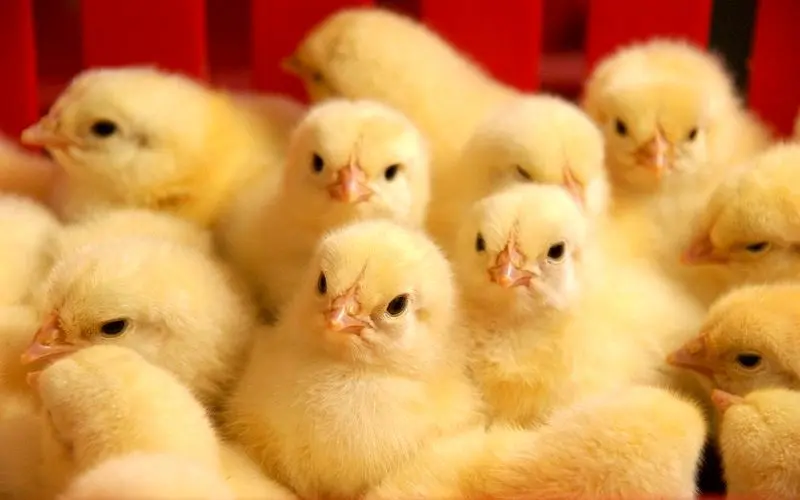 قاچاق جوجه‌های یک روزه/ احتمال التهاب دوباره در بازار مرغ