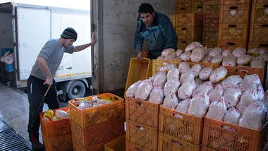 توزیع ۹۲۲ تن مرغ در تهران