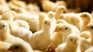 جوجه یک روزه سر از بازار سیاه درآورد/ هشدار درباره کاهش تولید مرغ