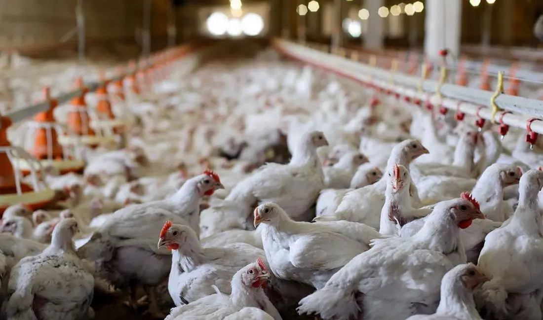 هشدارها در مورد بازار مرغ/ نگرانی از قاچاق جوجه