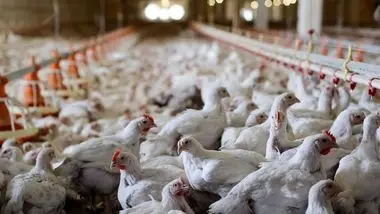 هشدارها در مورد بازار مرغ/ نگرانی از قاچاق جوجه