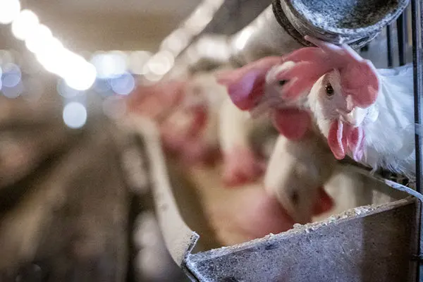کاهش 6.2 درصدی شاخص تولیدکننده مرغداری صنعتی در خرداد