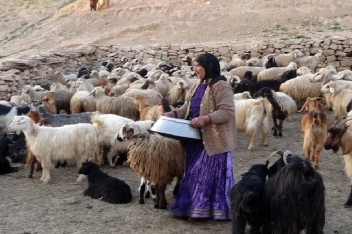 زندگی ایلی گرفتار خشکسالی و کرونا/ عشایر به فروش قسطی گوسفندان روی آوردند