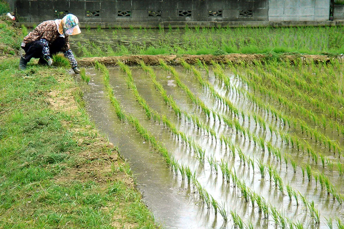 حفر چاه غیرمجاز برای کشت برنج / کشاورزان از کشاورزی منصرف شدند / آب شرب هم نیست؟