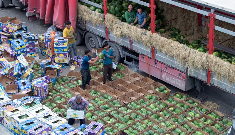 مزارع هندوانه چراگاه دام شد/ کرایه حمل بیشتر از قیمت هندوانه!