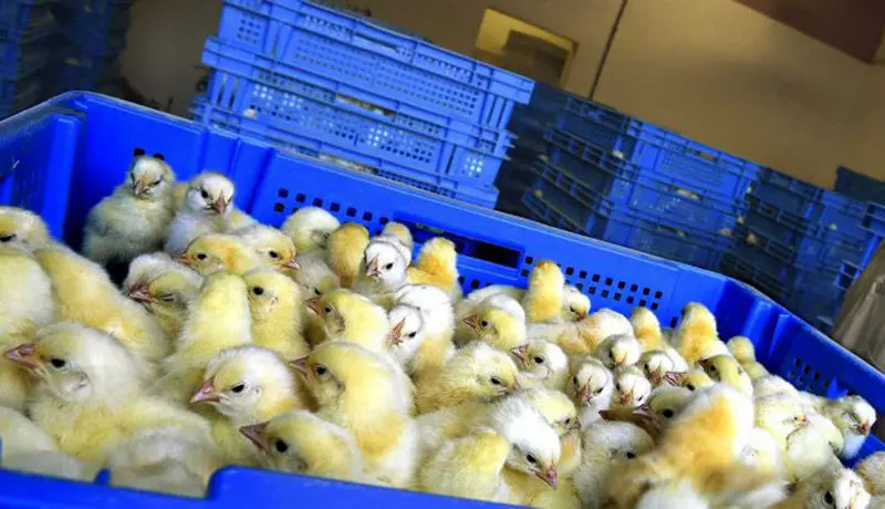 نیازی به واردات جوجه نداریم/ هشدار درباره التهاب مجدد قیمت مرغ در بازار