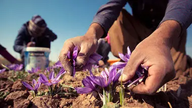 صادرات زعفران و فرش ایرانی با برند امارات