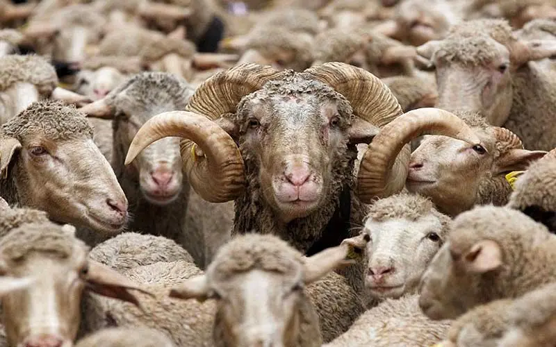 گوسفندان پرحاشیه با وساطت وزیر ترخیص شدند