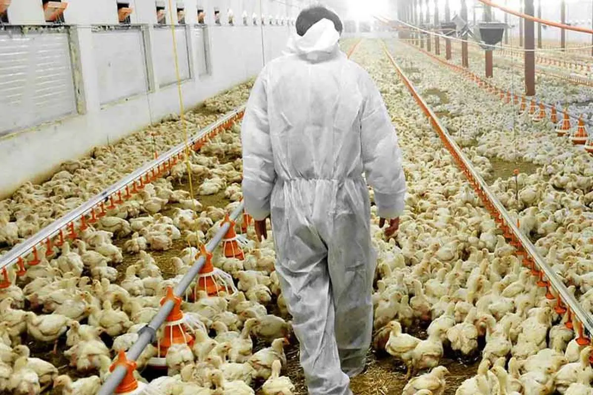 قطع برق،مرغ و تخم‌مرغ را گران کرد!/ مرغداران گازوئیل قاچاق می‌خرند