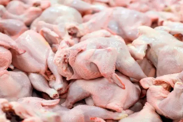 واردات بی‌رویه گوشت مرغ در اوج تولید داخلی / چرا قیمت مرغ کاهش یافت؟