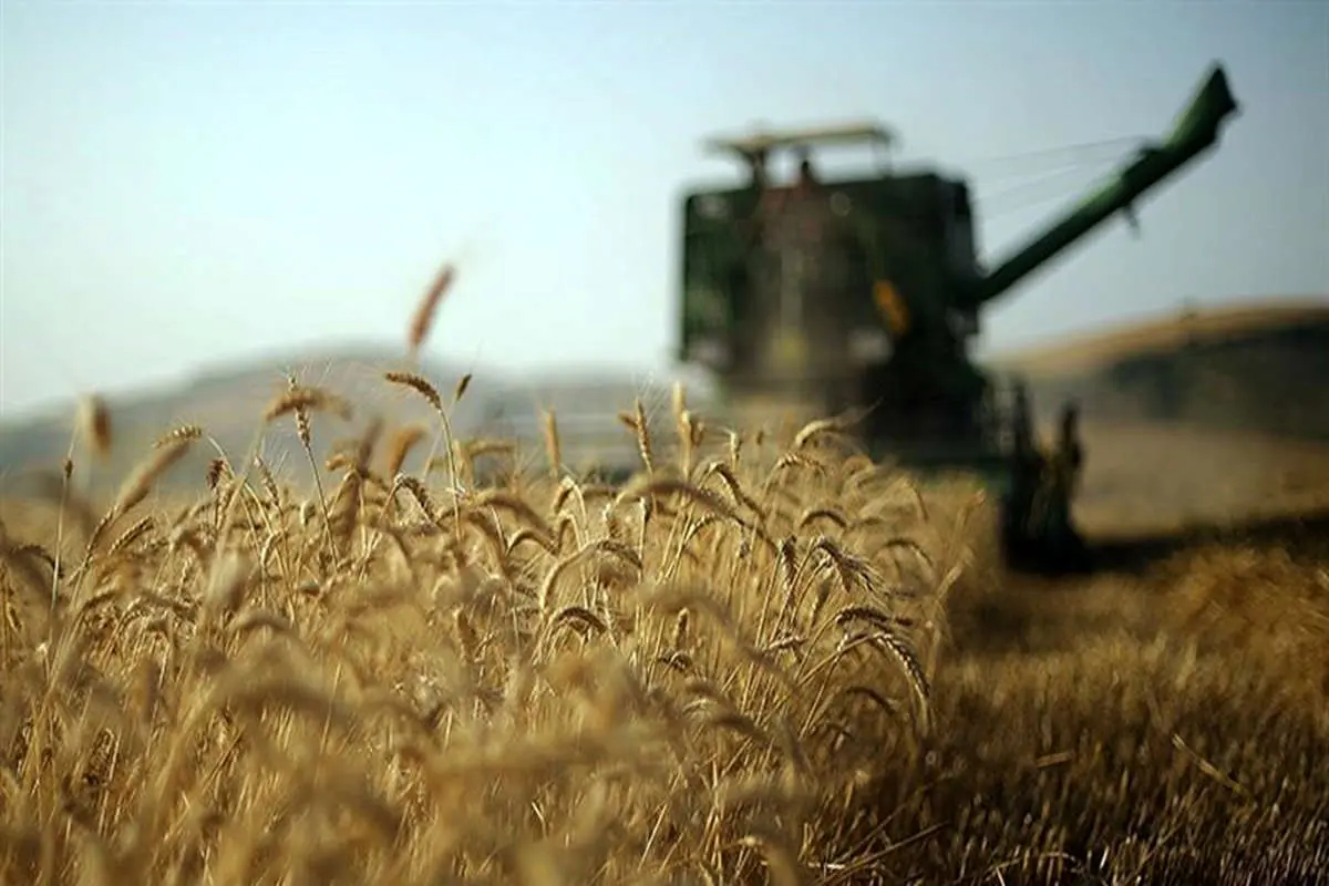 ۱.۵ میلیون تن گندم از کشاورزان خریداری شد