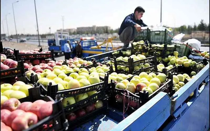 چرا سیب زمینی و گوجه گران شد؟ / صادرات صیفی‌جات نصف شد