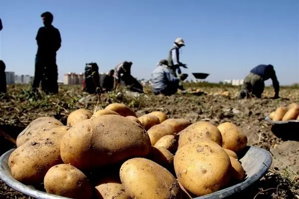 سیب‌زمینی ۷ برابر قیمت میادین فروخته می‌شود!