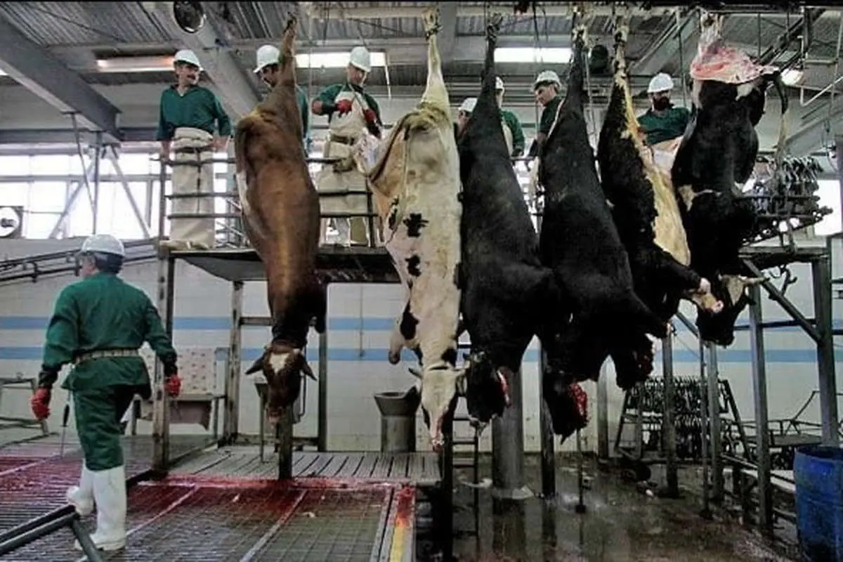 کشتار گاوهای باردار به دلیل کمبود خوراک دام/قاچاق گسترده کاه به عراق و ترکیه
